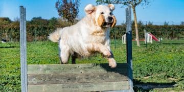 Build a Backyard Agility Course: 5 Fun Obstacles for Your Dog - Cover Image