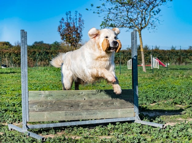 Build a Backyard Agility Course: 5 Fun Obstacles for Your Dog