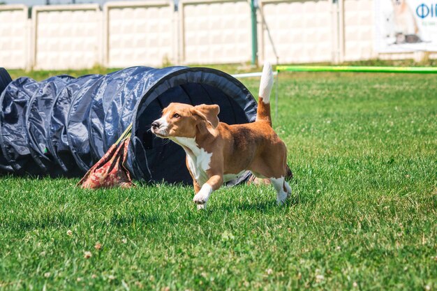 A border collie focused on running through a fabric tunnel during agility training in a backyard. The ground is covered in grass, and there are trees in the background.