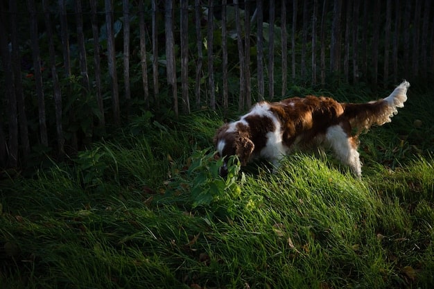 A small terrier skillfully weaving through closely spaced agility poles in a backyard setting. The dog is focused and agile, with a slight blur indicating movement.