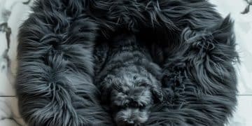 DIY Dog Bed Upgrade: Cozy Retreat in 3 Hours - Cover Image
