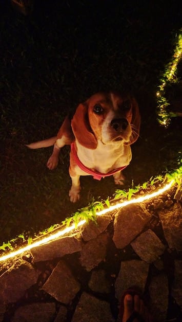 A dog wearing a custom-made DIY collar with reflective tape and a small LED light attached. The dog is in a backyard setting at dusk, showcasing the collar's visibility in low light.