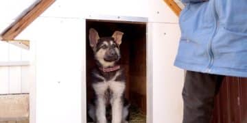 DIY Dog House Renovation: Winter-Proof for 2025 - Cover Image