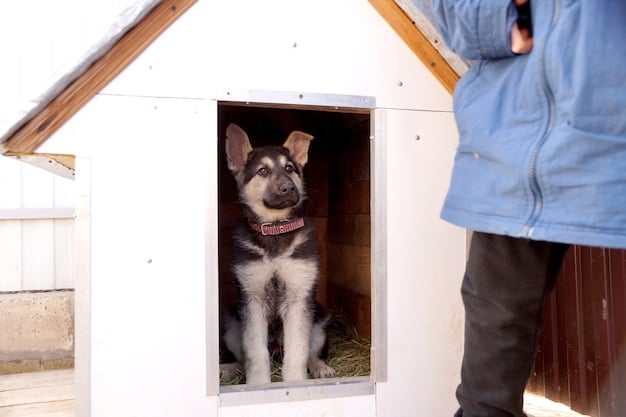 DIY Dog House Renovation: Winter-Proof for 2025