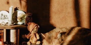Create a Calming Corner for Your Cat: DIY Sensory Enrichment Project - Cover Image