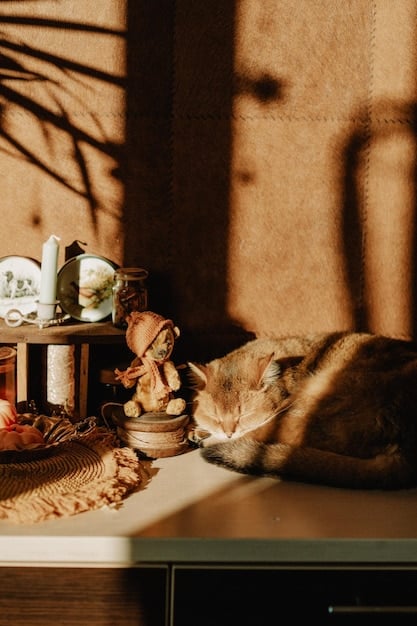 Create a Calming Corner for Your Cat: DIY Sensory Enrichment Project
