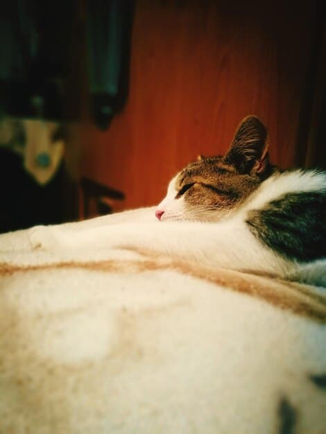 A close-up of a cat peacefully sleeping in a calming corner, surrounded by soft blankets and toys. The cat appears relaxed and content, with its eyes gently closed.