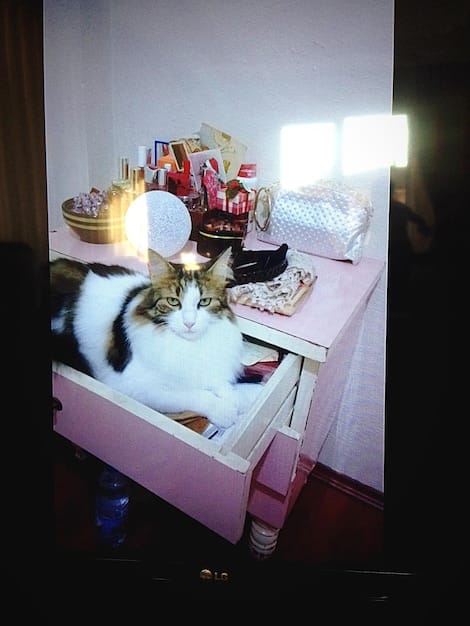 A cat cautiously approaching a calming corner, sniffing a toy placed inside. The image captures the cat's curiosity and hesitation as it explores the new space.