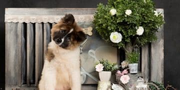 DIY Pet Photography Studio: Pro Setup Under $50 - Cover Image