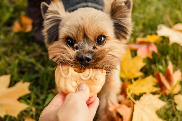Close-up of a small dog happily eating a homemade dog treat made with pumpkin, oats, and banana, held by a person's hand. The dog is looking up with anticipation and the background is blurred.