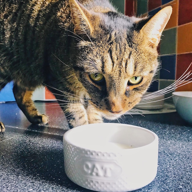 A close-up shot of a cat gracefully eating from a ceramic bowl placed on a minimalist, light-colored pet bowl stand. The cat's whiskers are visible, and the focus is on the ease with which the cat is accessing the food.