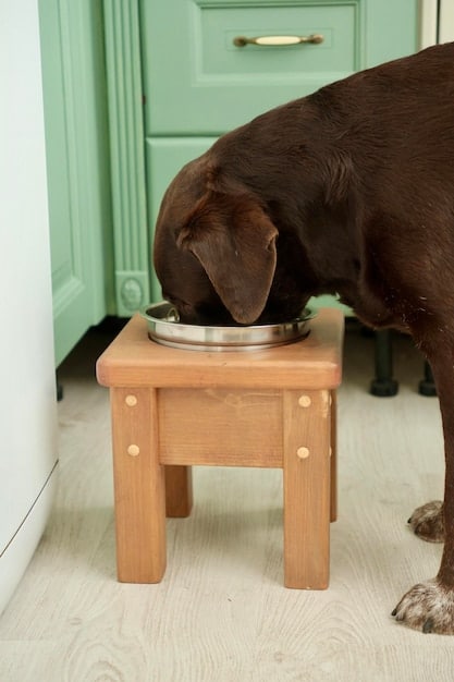 A small dog, a pug, standing and eating comfortably from bowls set in a dark wood, antique-style raised feeder. The pug appears relaxed and at ease while eating.