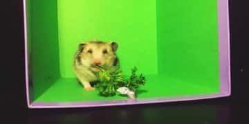 Create a DIY Hamster Maze: Fun Project for Your Hamster - Cover Image