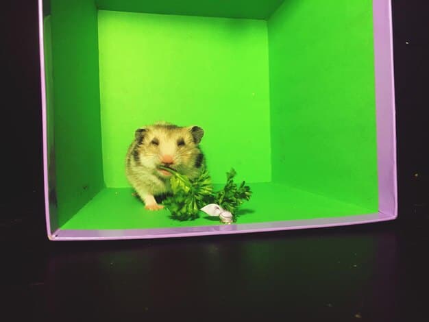 Create a DIY Hamster Maze: Fun Project for Your Hamster