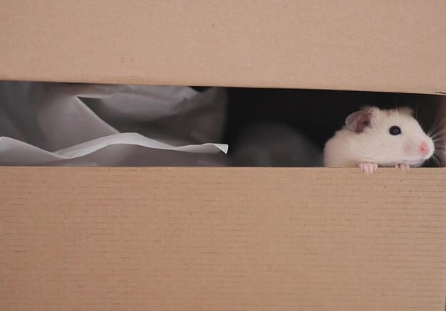A collection of safe materials for building a hamster maze, including clean cardboard boxes, cardboard tubes (like toilet paper rolls), hamster-safe wooden blocks, non-toxic glue, and scissors. The materials are arranged neatly on a table.