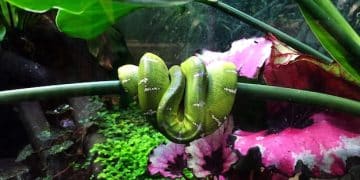 DIY Reptile Enclosure Upgrade: Natural Habitat for a Happy Reptile - Cover Image