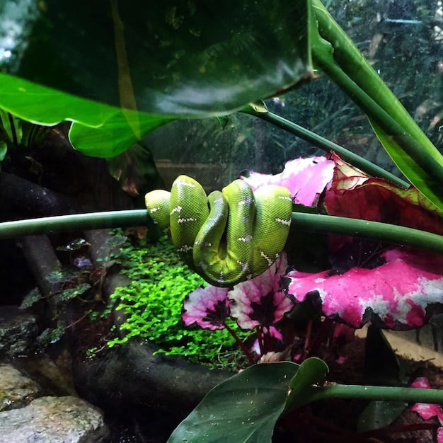 DIY Reptile Enclosure Upgrade: Natural Habitat for a Happy Reptile