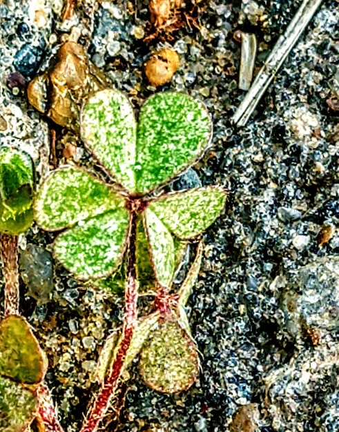 A detailed shot of the substrate in a naturalistic enclosure, showing a mix of topsoil, sand, and leaf litter. Small invertebrates are visible, contributing to a bioactive ecosystem.