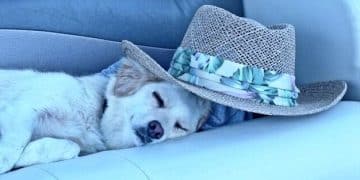 DIY Dog Cooling Mat: Easy Project for Summer Heat Relief - Cover Image
