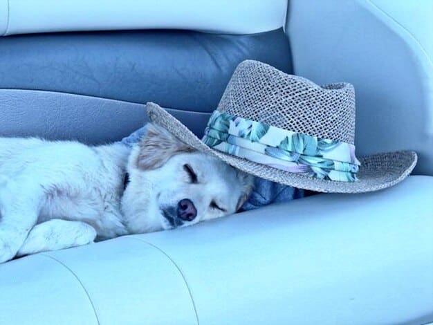 DIY Dog Cooling Mat: Easy Project for Summer Heat Relief