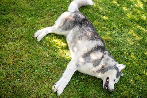 A medium-sized husky is seen lying comfortably on a green, homemade cooling mat outdoors on a sunny patio. The mat appears to be made of thick, durable fabric. The dog looks content with its eyes half-closed, clearly enjoying the coolness of the mat. The patio has potted plants and comfortable seating in the background.