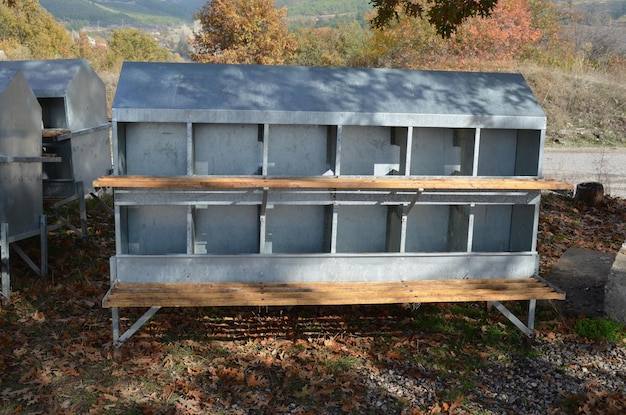 Build a Chicken Coop from Pallets: A Sustainable Project