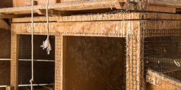 DIY Rabbit Hutch Upgrade: Expand Space for Under $40 - Cover Image