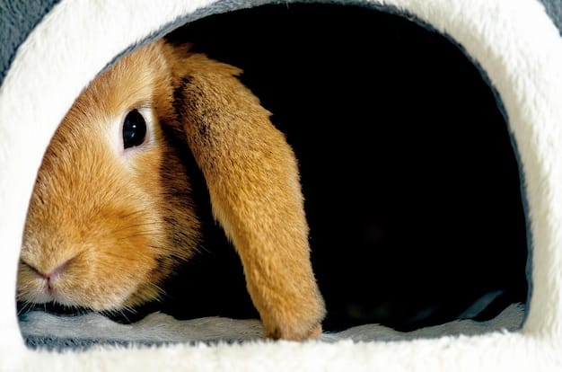 A close-up shot of a rabbit happily stretching and grooming itself inside a newly expanded hutch area, highlighting the spaciousness and comfort.