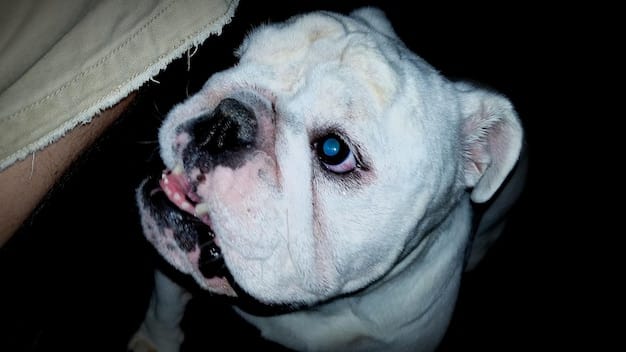 A close-up of a dog's face showing signs of stress, such as whale eye (white part of the eye showing) and tense facial muscles. The dog is wearing a leash, and a blurry figure of another dog can be seen in the background.
