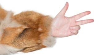 Stop Puppy Biting Now: Your Comprehensive Guide to Bite Inhibition - Cover Image