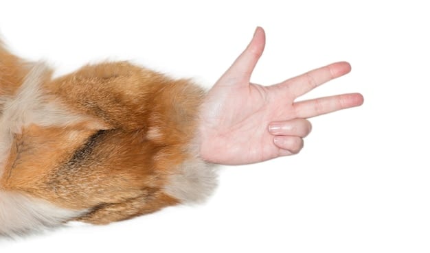 Stop Puppy Biting Now: Your Comprehensive Guide to Bite Inhibition