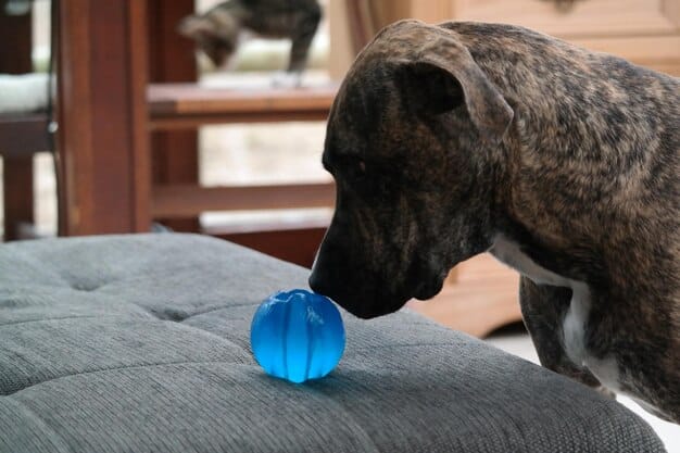 A Labrador puppy chewing on a blue rubber bone-shaped toy. The puppy is lying on a dog bed, surrounded by other colorful toys. The focus is on the puppy's engagement with the chew toy.