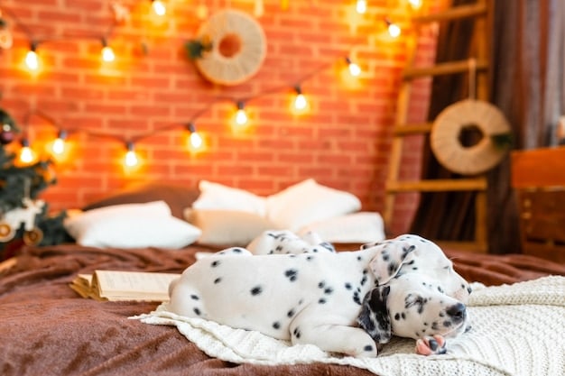 A dog lying calmly on a comfortable, well-padded dog bed surrounded by favorite toys in a brightly lit room, emphasizing a safe and secure environment.
