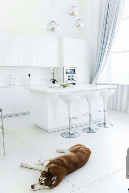 A kitchen with clear countertops, and a dog resting calmly in a dog bed in the corner. A baby gate blocks off access to the kitchen entrance.