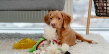 Destructive Chewing Detox: Top 3 Toys to Redirect Your Dog's Energy - Cover Image