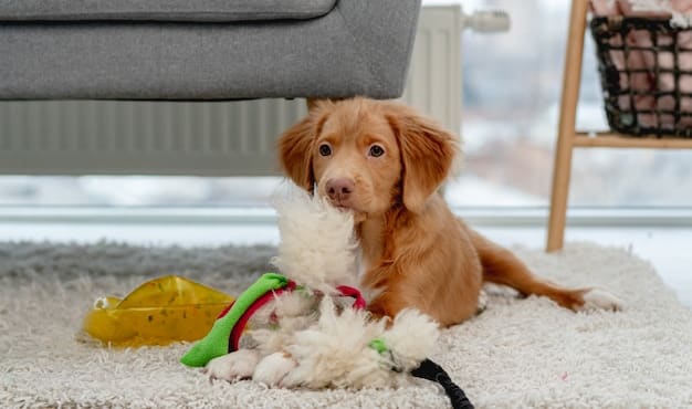 Destructive Chewing Detox: Top 3 Toys to Redirect Your Dog’s Energy