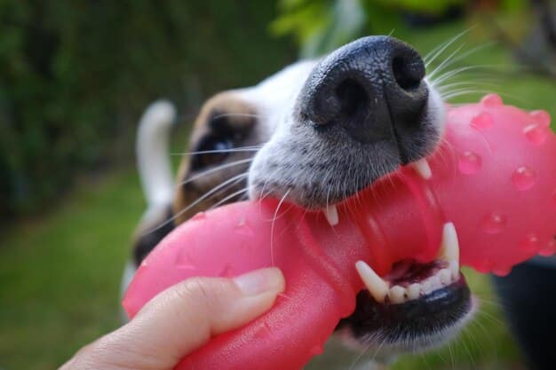 A close-up shot of a dog's teeth and gums, clearly showing the wear and tear of chewing. The dog is happily chewing on a textured rubber toy in a park setting. Focus on the texture of the toy.