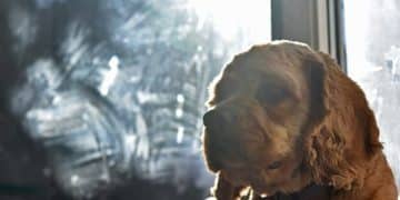 Excessive Barking Breakthrough: Identify the Trigger & Training Plan - Cover Image