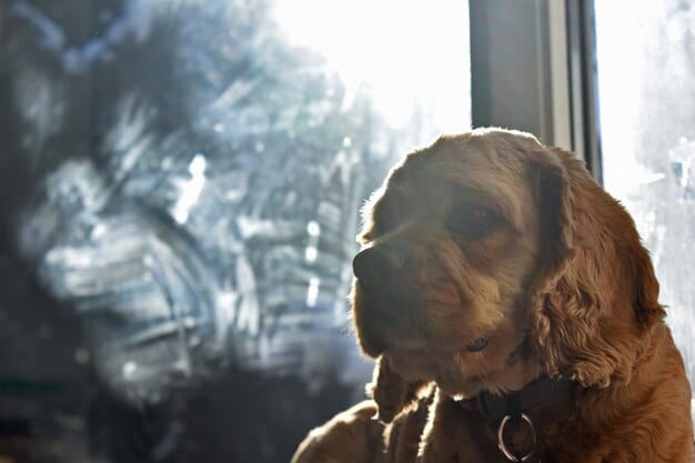 Excessive Barking Breakthrough: Identify the Trigger & Training Plan