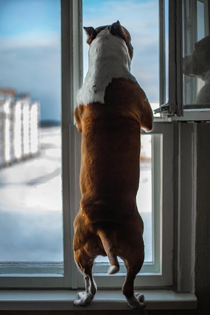 A close-up shot of a dog looking intently out a window, with its ears perked up. The background is blurred to emphasize the dog's focus on something outside the window.