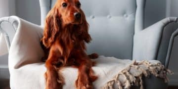 Fear of Fireworks: A Guide to Desensitizing Your Dog - Cover Image