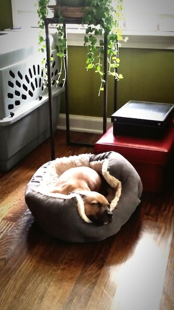 A small, cozy dog crate set up in a quiet corner of a living room. The crate is covered with a soft blanket, and inside, a dog bed and a few favorite dog toys are visible, creating a safe and inviting space.