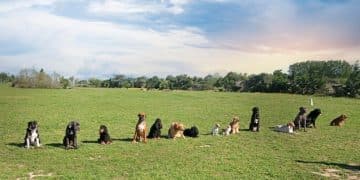 Dog Park Etiquette: Train Your Dog for Safe & Social Playdates - Cover Image