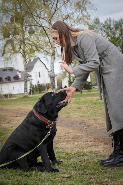 A medium shot of a dog trainer working with a medium-sized dog, teaching it to 'stay' in a park setting with other dogs visible in the background, slightly blurred. Focus on the trainer's positive and encouraging body language and the dog's attentive response.