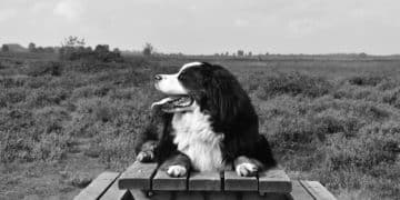 Senior Dog Training: Adapting to Your Dog's Golden Years - Cover Image