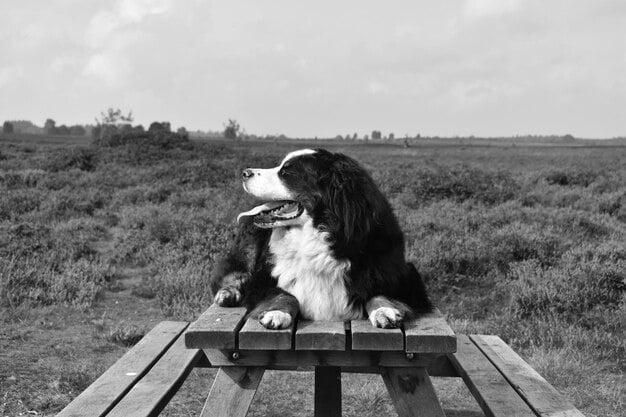 Senior Dog Training: Adapting to Your Dog’s Golden Years