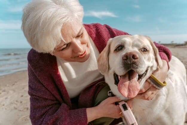 A close-up photo of an owner gently guiding their senior dog, a Labrador with a graying muzzle, through a simple training exercise using a soft, encouraging touch, with the dog looking attentive and focused.