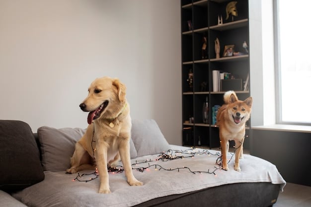 Two dogs facing each other in a living room. The first dog is showing its teeth and growling. The second dog is cowering, its tail tucked between its legs. The setting is a typical living room with a couch and television in the background.