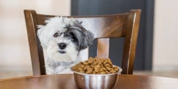 Resource Guarding Rehab: Safely Addressing Food & Toy Aggression - Cover Image