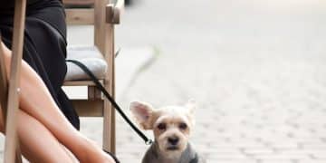 Stop the Jump: How to Train Your Dog to Greet Guests Calmly - Cover Image